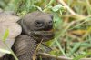 Galapagos-Riesenschildkrte :: Galapagos Tortoise