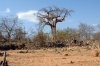 African Baobab :: Afrikanischer Affenbrotbaum