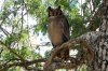 Giant or Verreaux's Eagle Owl :: Milchuhu