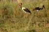 Saddle-billed Stork :: Sattelstorch