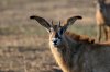 Roan Antilope :: Pferdeantilope