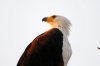 African Fish Eagle :: Schreiseeadler