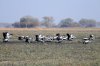 Crowned Crane :: Kronenkranich