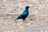 Greater Blue-eared Glossy Starling :: Grnschwanzglanzstar