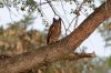 Giant or Verreaux's Eagle Owl :: Milchuhu