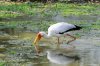 Yellow-billed Stork :: Nimmersatt