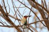 White-fronted Bee-eater :: Weistirnbienenfresser