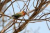 White-fronted Bee-eater :: Weistirnbienenfresser