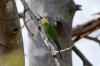 Swallow-tailed Bee-eater :: Schwalbenschwanz Bienenfresser