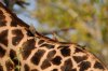 Giraffe - Red-billed Oxpecker :: Rotschnabelmadenhacker