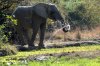 Elephant :: Elefant
