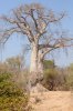 Baobab Tree :: Affenbrotbaum