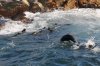 Seal :: Sdafrikanische Pelzrobbe