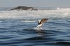 Cape Gull :: Kap-Mwe