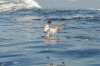 Cape Gull :: Kap-Mwe