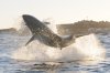 Great white shark :: Weier Hai