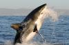 Great white shark :: Weier Hai